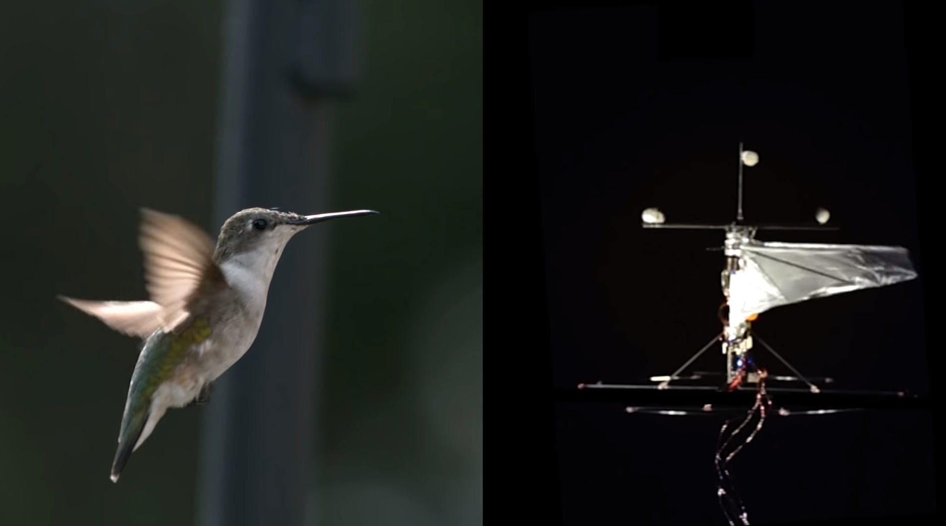 Dron v tvare kolibríka sa rozmermi a hybnosťou vyrovná originálu
